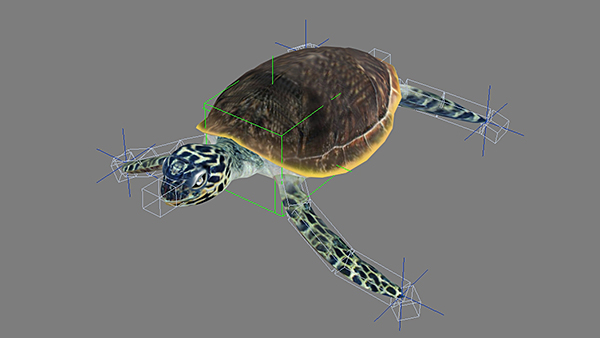 乌龟动画模型